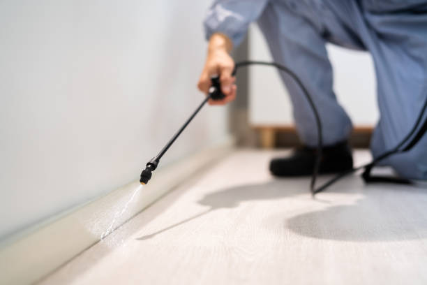 Licensed Wasp Control service in Fort Washington, MD - Nex Pest Control